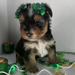 Traditional girl - Black and tan female Yorkshire Terrier puppy in Gainesville, Georgia from Country Dog Kennels.
