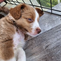 Assorted Doodle Crosses Puppies from Do Wah Diddy Doodles