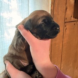 Boy 2 - Wheaten male Soft Coated Wheaten Terrier puppy in Fowler, Ohio from Warzalas wheatens
