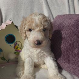 Cloud, White and tan spots parti boy - Parti male Goldendoodle puppy in Freedom, New York from Samantha's Goldendoodles