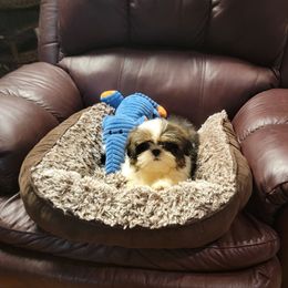 Little Koda Bear - Tricolor male Shih Tzu puppy in Cartersville, Georgia from 100 Acre Woods Shih Tzu Plantation