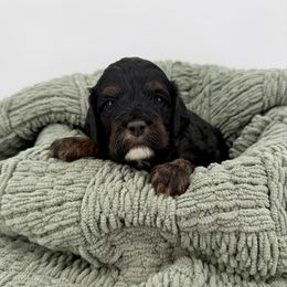 Leonardo - Brown white and tan male Cockapoo puppy in Beresford, South Dakota from DAKOTA DOOD RANCH