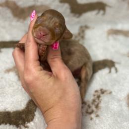 Sleepy AKC - Dapple female Dachshund puppy in Oklahoma City, Oklahoma from Barrett’s Doxie Farm