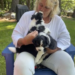 Australian Shepherd Puppies from Wild Atlantic  Aussies