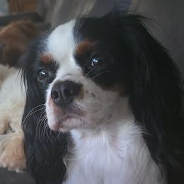 Star - Cavalier King Charles Spaniel