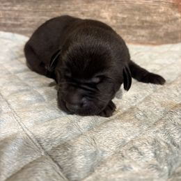 Black Male - Black male Labrador Retriever puppy in Freeport, Illinois from Rock Hollow Retrievers