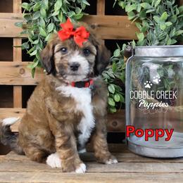 Poppy - Sable female Bernedoodle puppy in Heyworth, Illinois from Cobble Creek Puppies