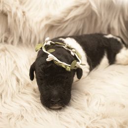 Goldendoodle Puppies from Best Doodles