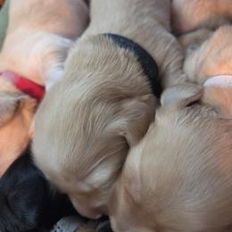 Dachshund Puppies from Rebeka Davy