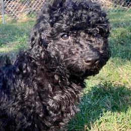 Mr. Midnight - Black male Goldendoodle puppy in Bentonville, Arkansas from Bentonville Doodles