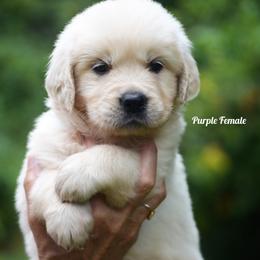 Purple - Light golden female Golden Retriever puppy in Hagerstown, Maryland from Pinewood Acres Goldens