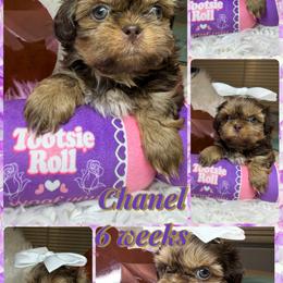 Chanel - Liver and white female Shih Tzu puppy in Coolidge, Arizona from Shih Tzu’s  ‘N’ Love