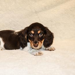 Charlie 2500 - Piebald male Dachshund puppy in Coldwater, Mississippi from Mississippi Shorties Miniature Dachshunds