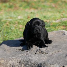 Spade - Black male Labrador Retriever puppy in Buffalo Valley, Tennessee from Buffalo Valley Breeders
