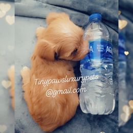 Biewer Terrier, Poodle, and Yorkshire Terrier Puppies from Tiny Paws Luxury Pets