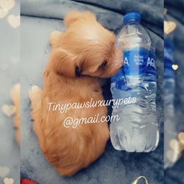 Biewer Terrier, Poodle, and Yorkshire Terrier Puppies from Tiny Paws Luxury Pets