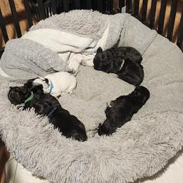 Havapoos from BAK Home Pups