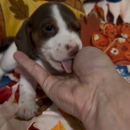 Remington - Chocolate and tan male Dachshund puppy in Erie, Michigan from Champagne’s Grinch Toe’d Dachshunds