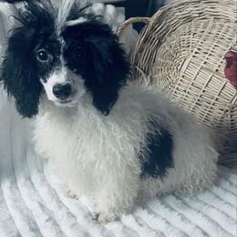 Sophia - Parti female Poodle puppy in Elgin, South Carolina from Silver Bells Paw Prints