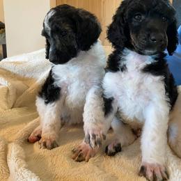 Poodle Puppies from My Buddies Puppies