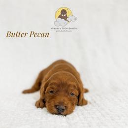 Butter Pecan - Red  male Goldendoodle puppy in Dallas County, Texas from Dream A Little Doodle
