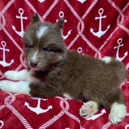 AKC Chestnut - Red and white male Siberian Husky puppy in Centreville, Maryland from Huskies By the Bay