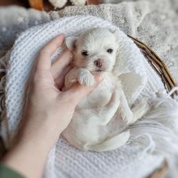 Korean Havamalt Vander - White male Maltese puppy in Barren Springs, Virginia from Seeking Shalom Acres Maltese, Maltipoos & Havamalts