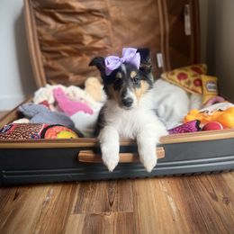 Moana - Black white and tan female Collie puppy in Chilhowie, Virginia from Jolly Collies & Kingdom Elite Yorkshire Terriers