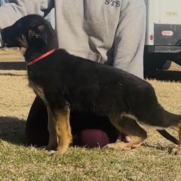 German Shepherd Puppies from George Creek Kennel