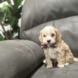 Cavapoo Puppies from ParkeLane_doodles