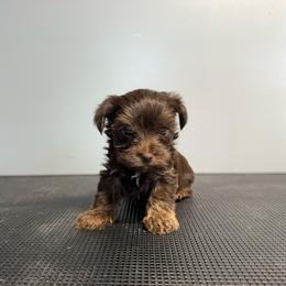 Truffle - Liver female Yorkshire Terrier puppy in Knoxville, Tennessee from Rainbow Bliss Yorkies