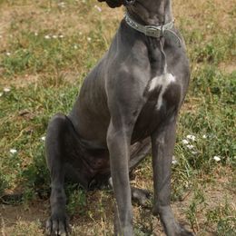 Great Dane All Grown Up from Anuska Kennels