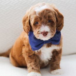 Jupiter - Caramel male Australian Labradoodle puppy in Diamond Bar, California from Furrytaildoodles