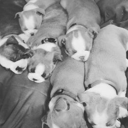 Boston Terriers from Claudine's Boston Terriers