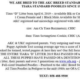 Poodle Puppies from Tiara Standard Poodles