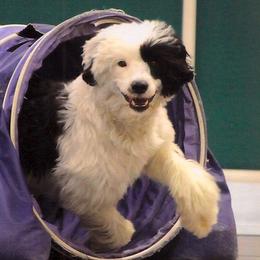 Portuguese Water Dogs from Seaworthy PWD