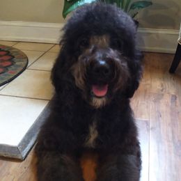 Goldendoodles from Luna's Doodles
