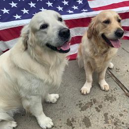 Golden Retrievers from Julie's Golden Retrievers