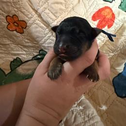 Black - Black and red female German Shepherd puppy in Hillsboro, Indiana from Salty Raccoon Ranch German Shepherds