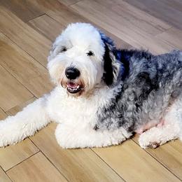 Katie - Old English Sheepdog