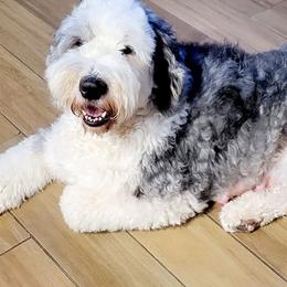 Katie - Old English Sheepdog