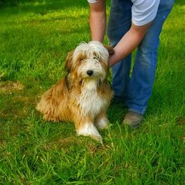Kami - Tibetan Terrier