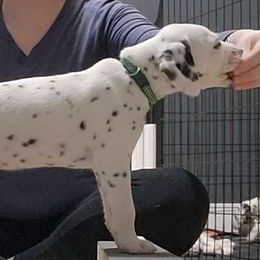 Dark Green - White and black Dalmatian puppy in Fort Dodge, Iowa from Carter's Dalmatians