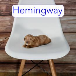 Hemingway - Apricot male Goldendoodle puppy in Calhoun, Georgia from Happy Top Doodles