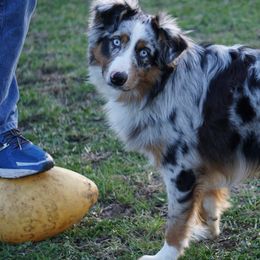 Ghost - Australian Shepherd