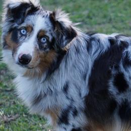 Ghost - Australian Shepherd