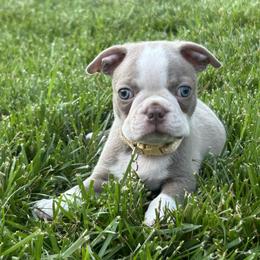 Boston Terrier Puppies from Lola’s House of Bostons & Rescue