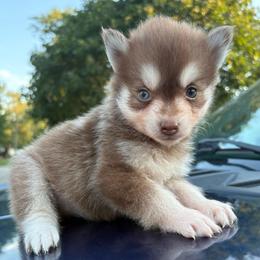 Ember - Chocolate female Pomsky puppy in Valparaiso, Indiana from Valparaiso Pomskys