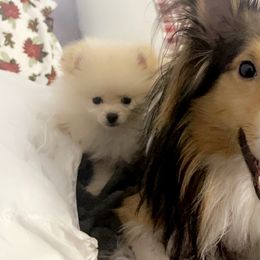 Pomeranian Puppies from PomPalace