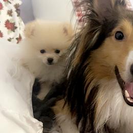 Pomeranian Puppies from PomPalace